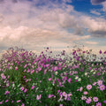 Let the World Bloom